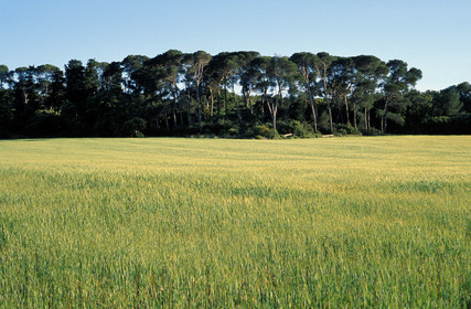 Champ de blé