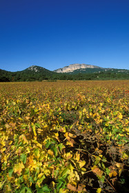 Vignoble des Corbieres