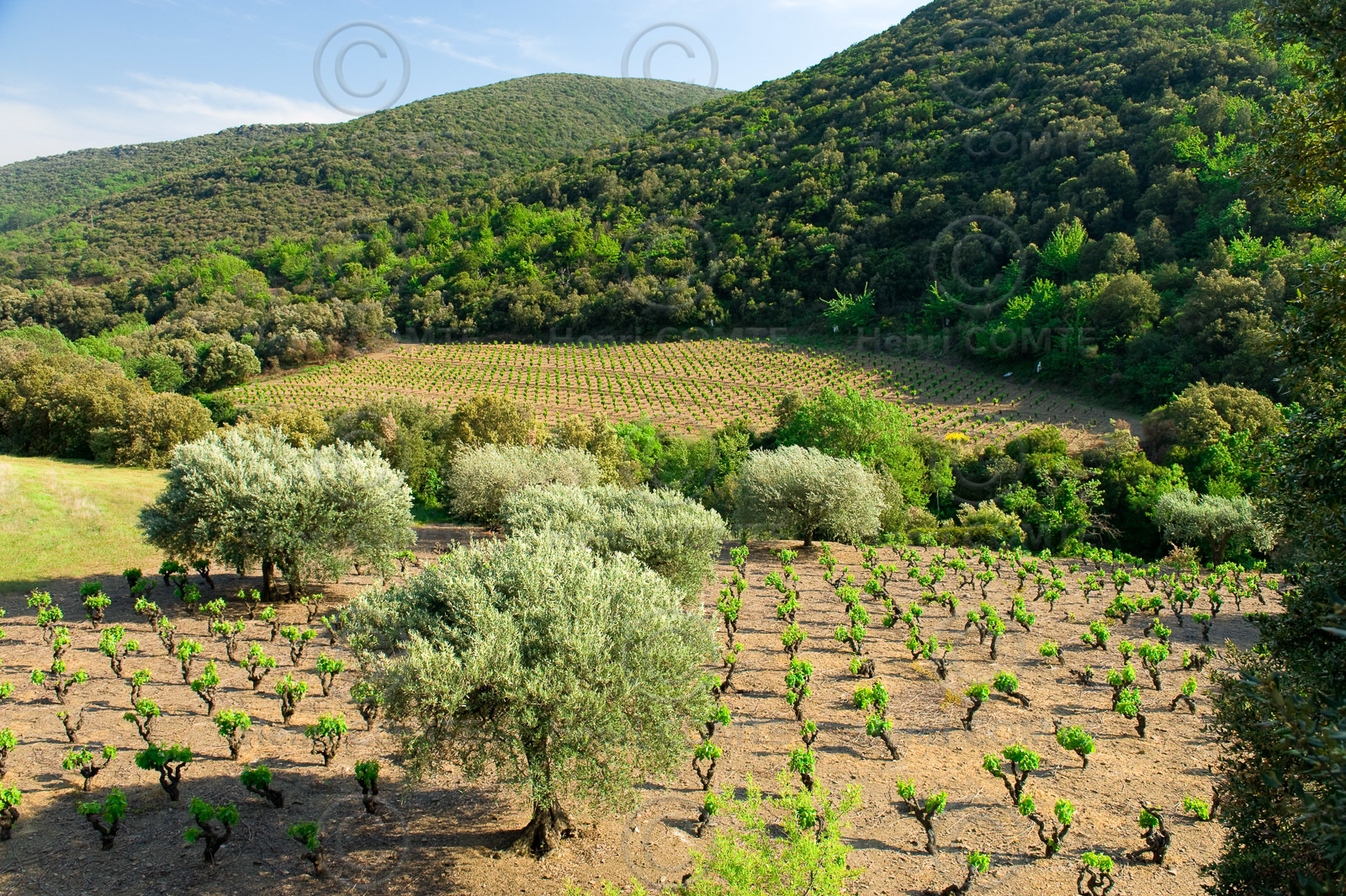 Vignoble Saint Chinian