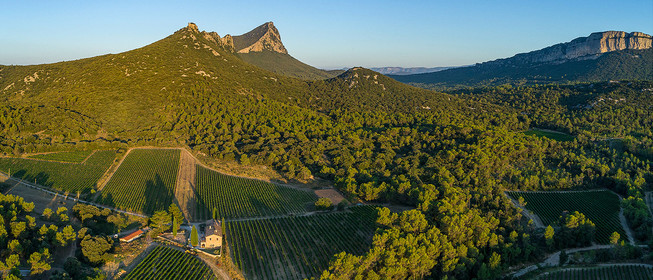Vignoble Pic Saint Loup