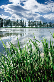 Camargue