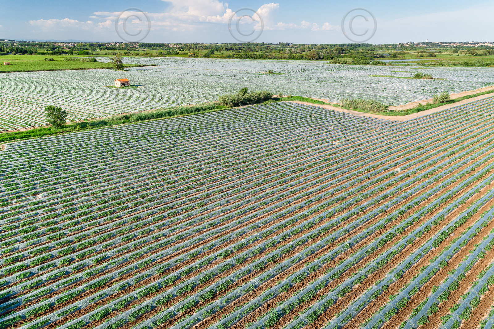 Champs de melons