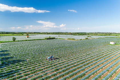Champs de melons