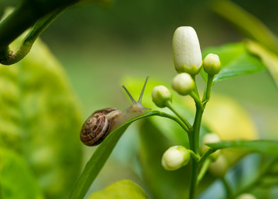 Escargot