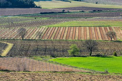 Vignes en Hiver
