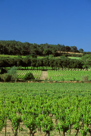 Vignoble des Corbieres