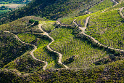 Vignoble Banyuls
