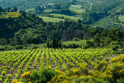 Minervois