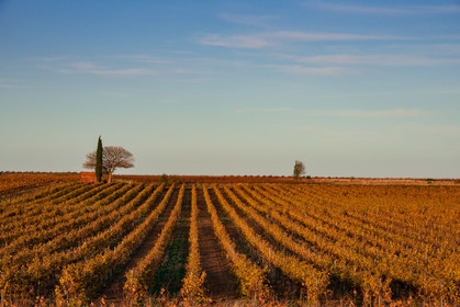 Vignes