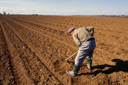 Ouvrier agricole