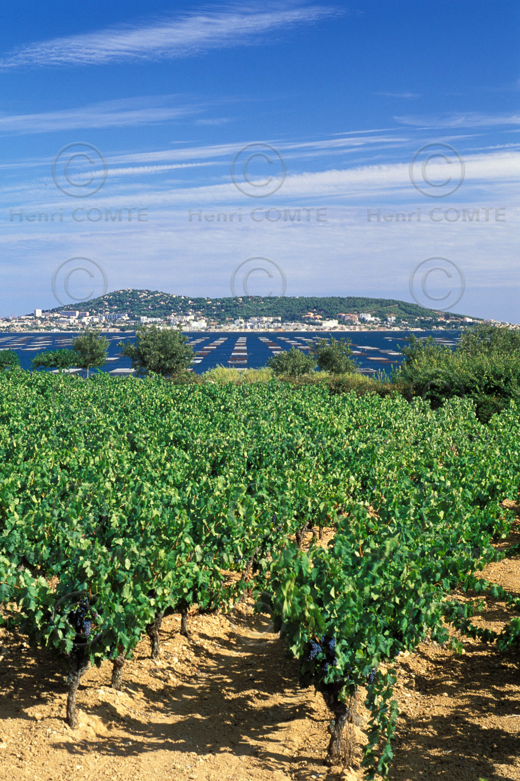 Vignoble Pays de Thau