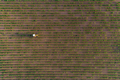 Vendange à la machine