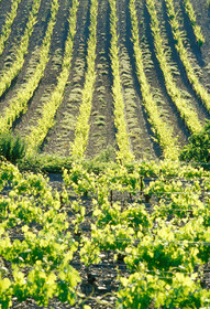 Vignoble Saint Chinian