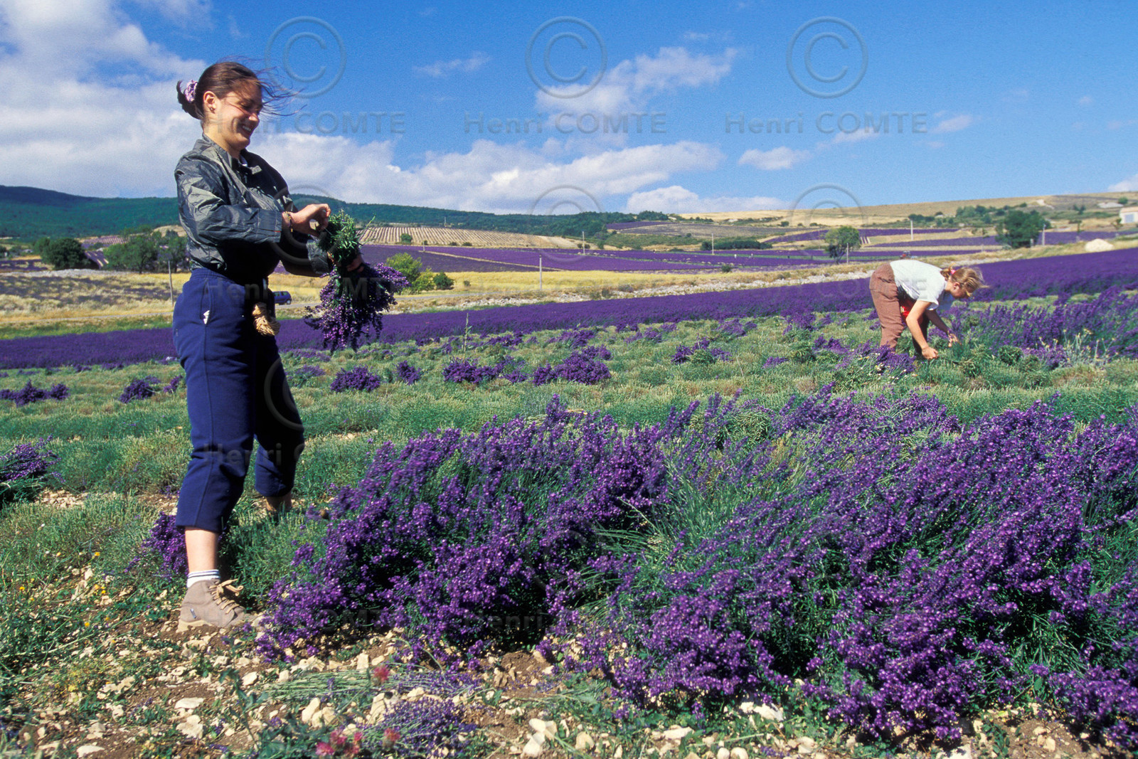 Cueillette de la lavande