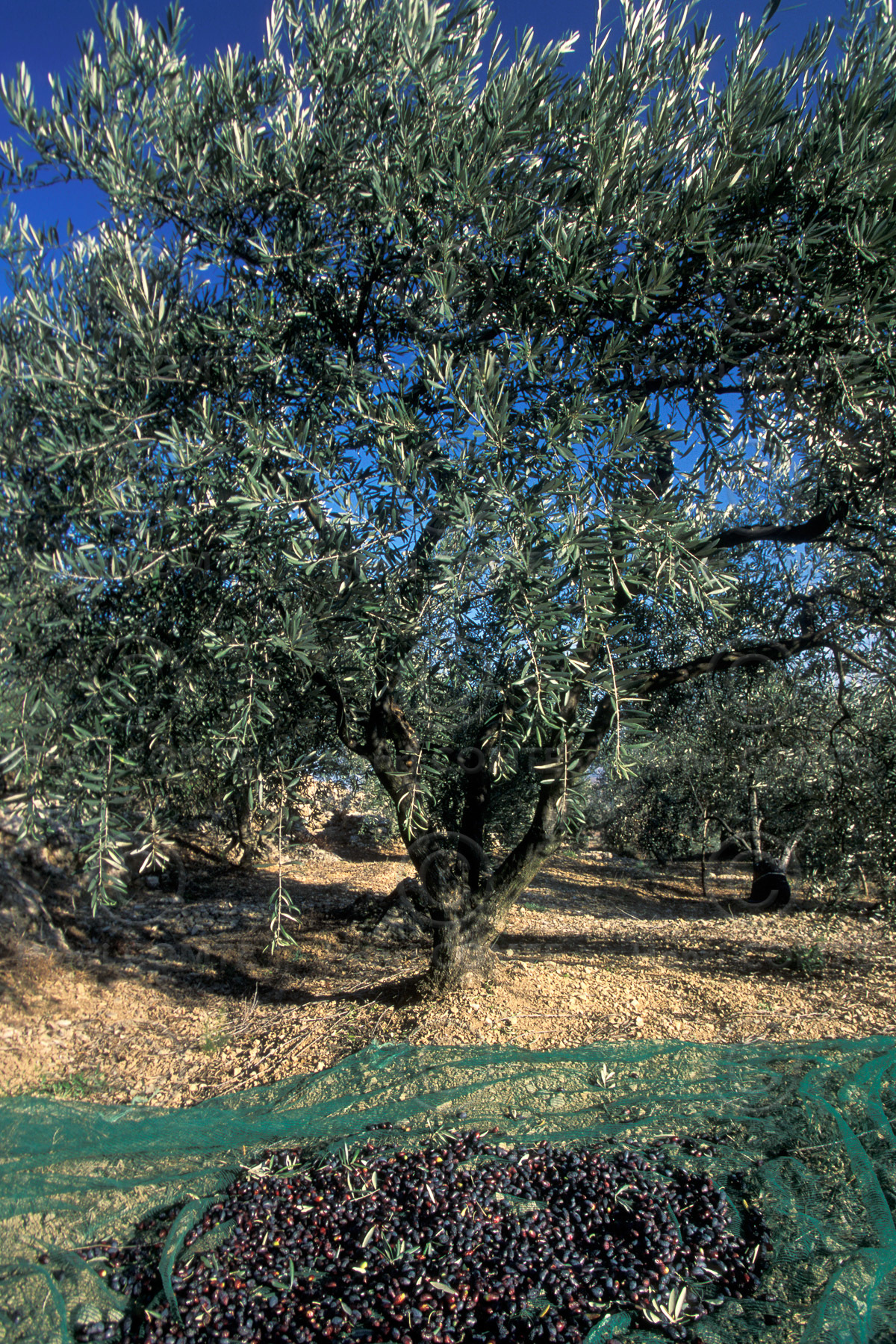 Oléiculture