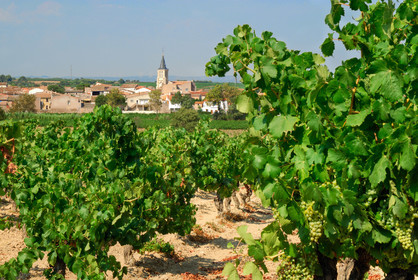 Vignoble de Pinet