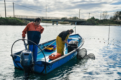 Pêche étang de thau