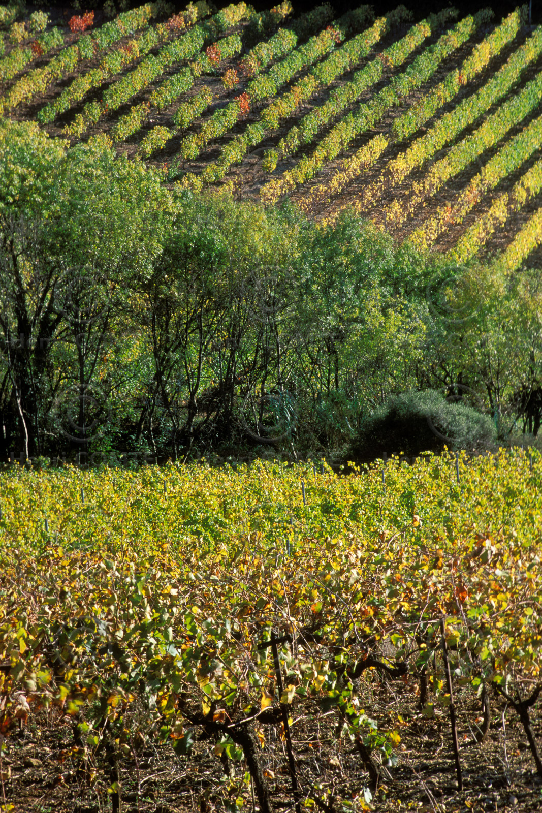 Vignoble Saint Chinian