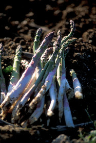 Cueillette des Asperges