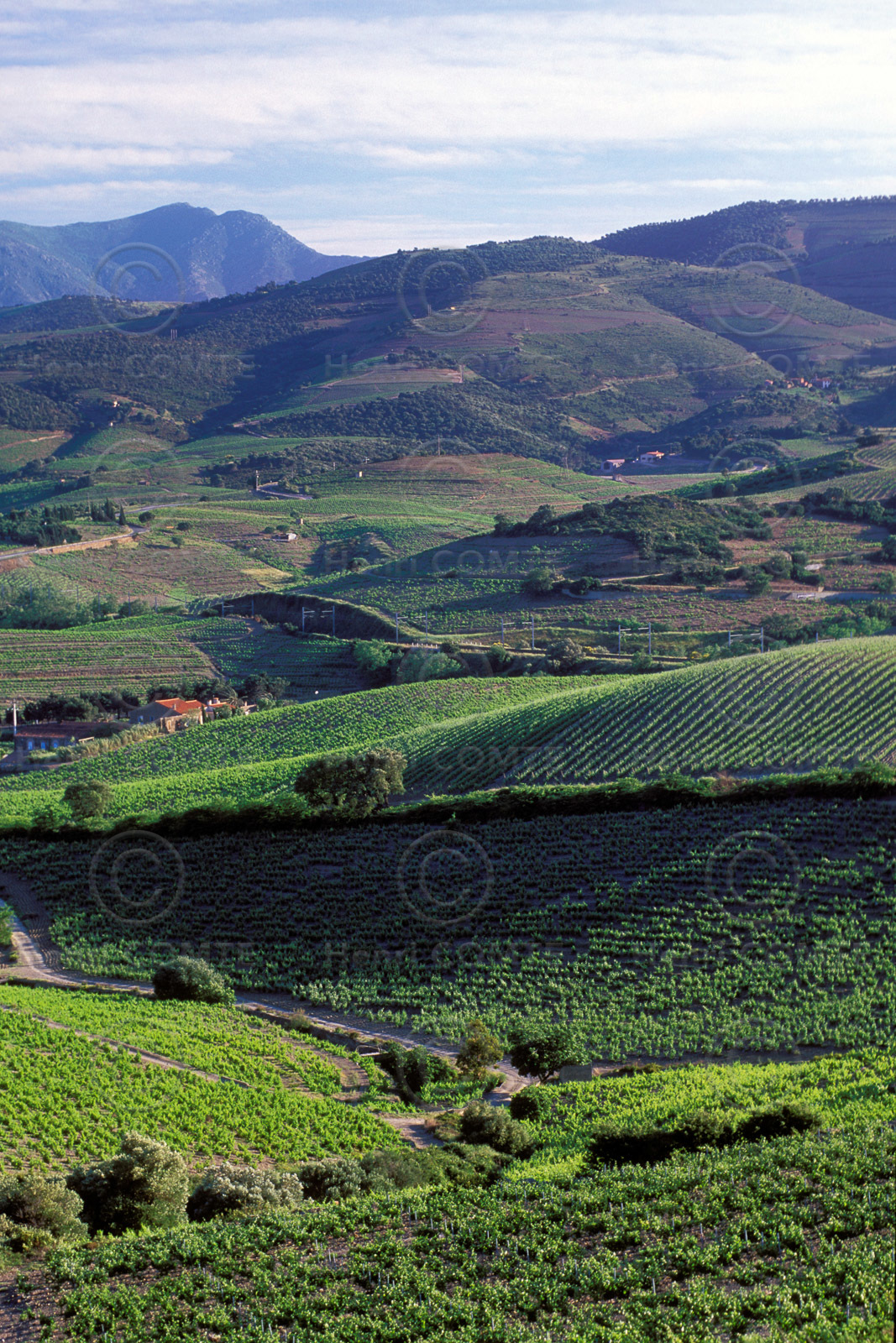 Vignoble du Roussillon