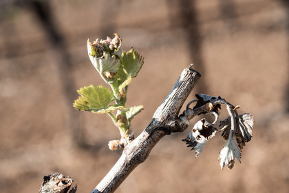 Gel et vignes