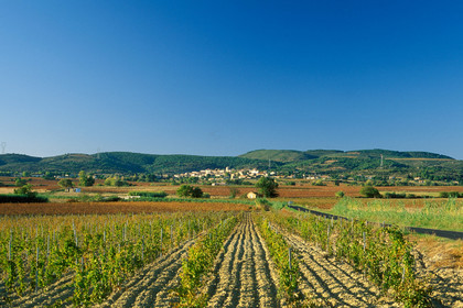 Vignoble - Hérault