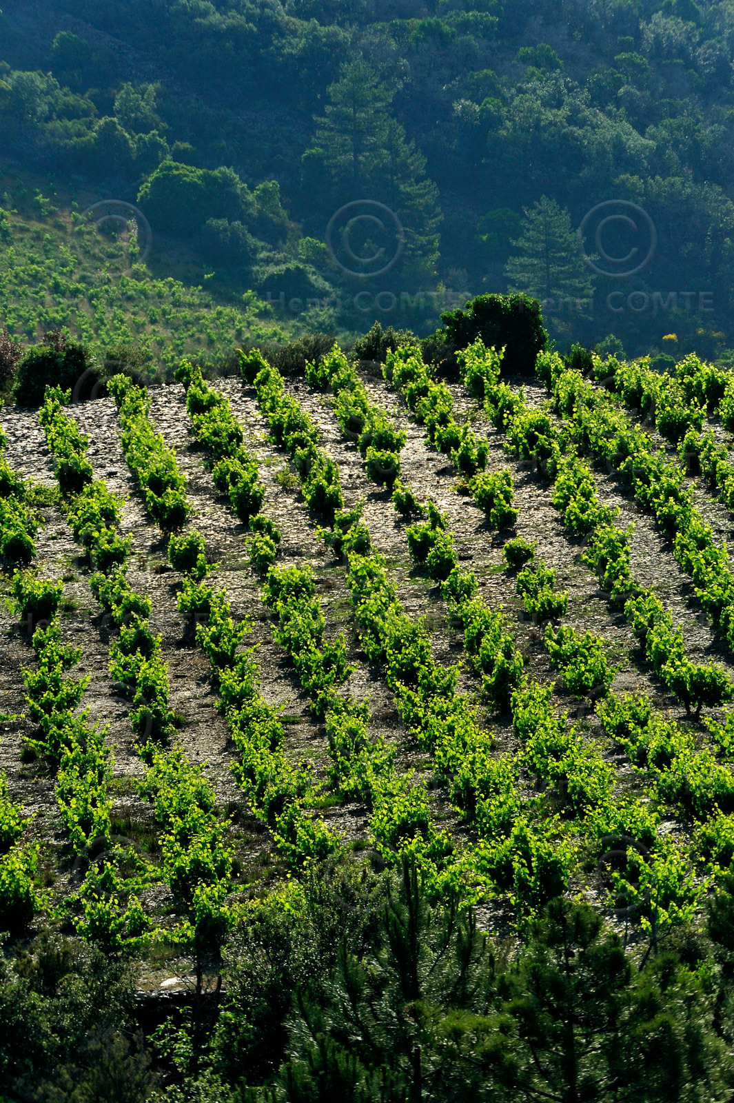 Vignoble Saint Chinian