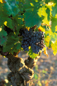 Grappe de raisin