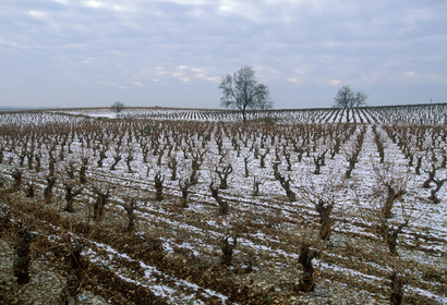 Vignoble de Frontignan