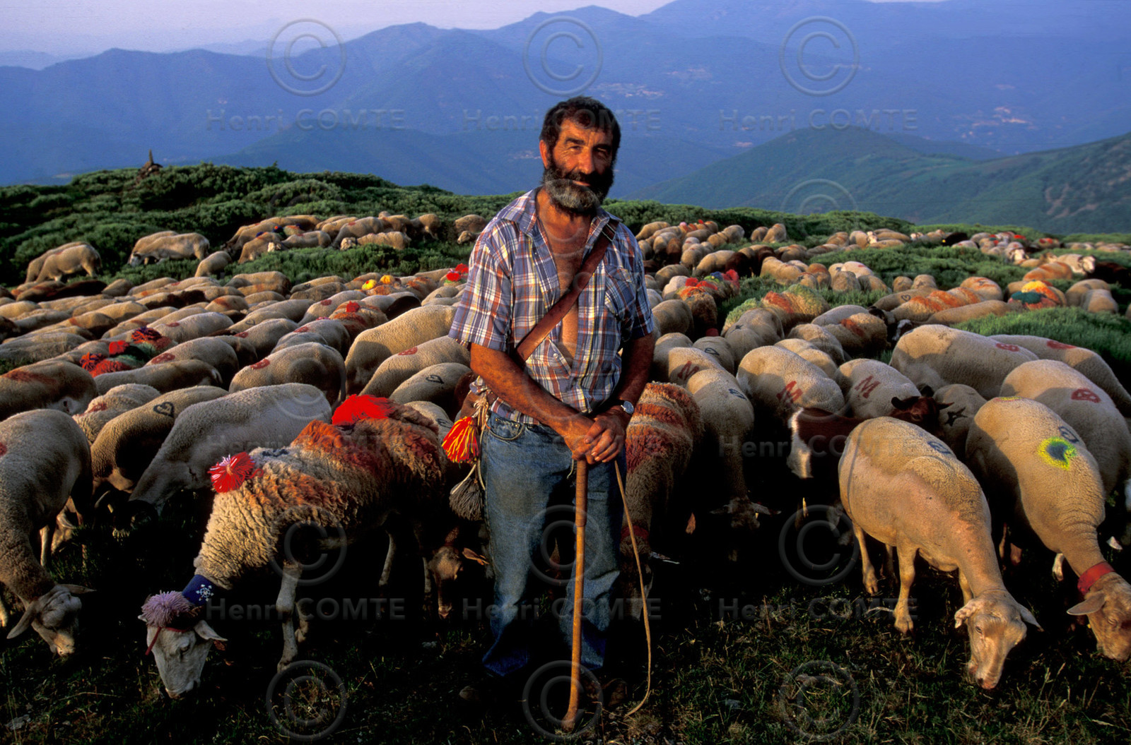 Transhumance en Cévennes