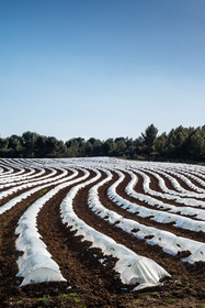 Champ de melons
