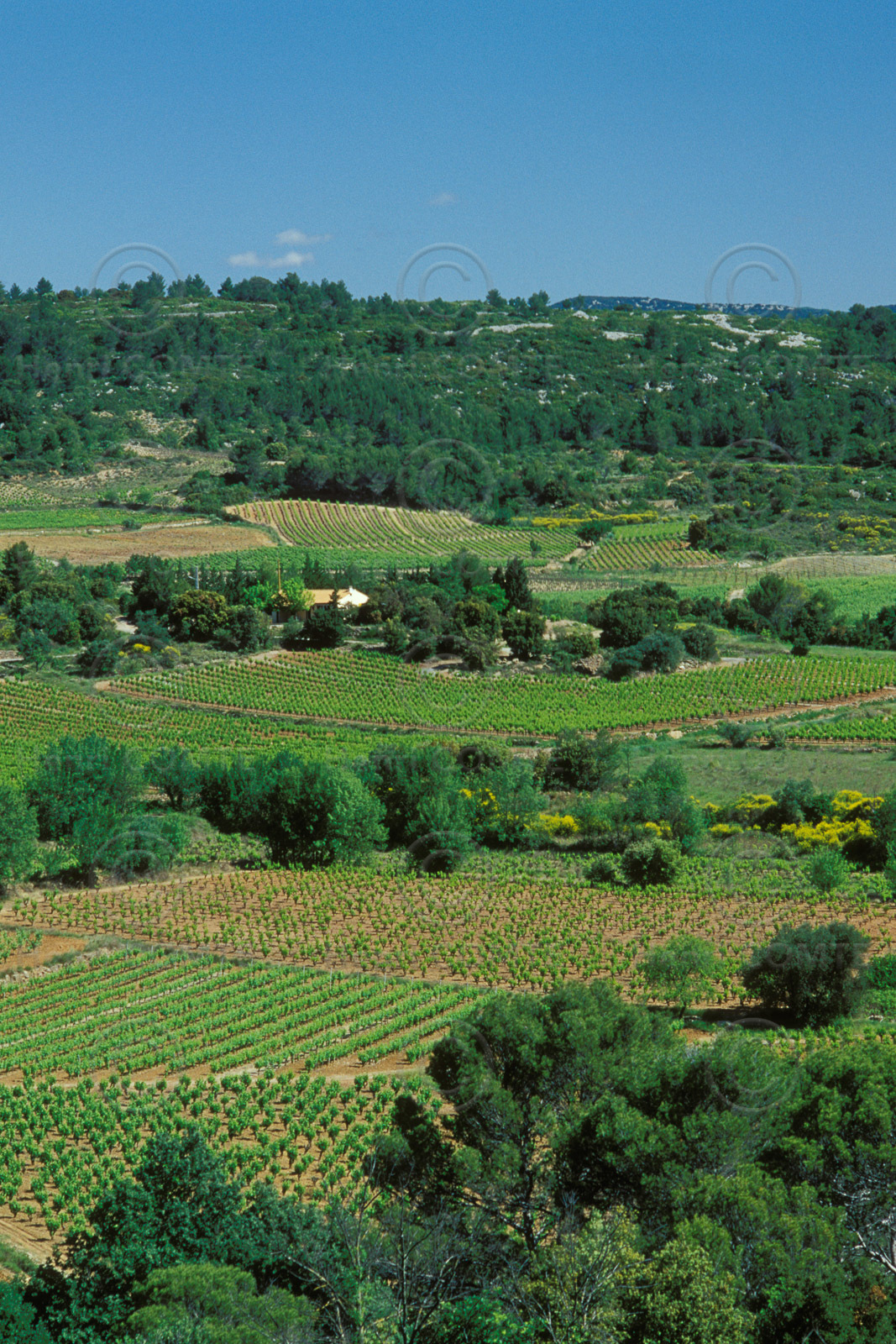 Vignoble Saint Chinian