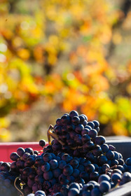 Grappes de raisins