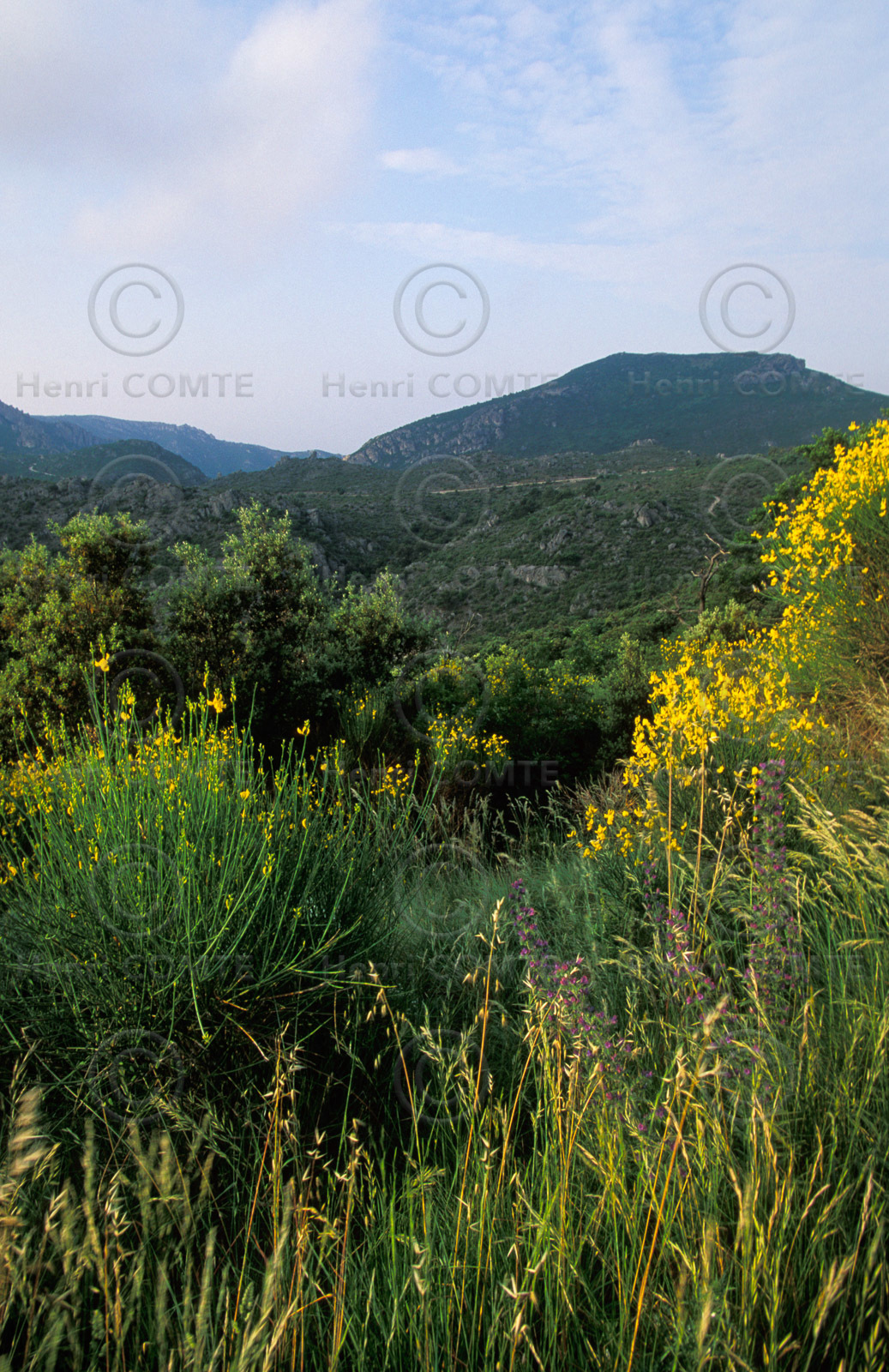 Vallée de la Buèges