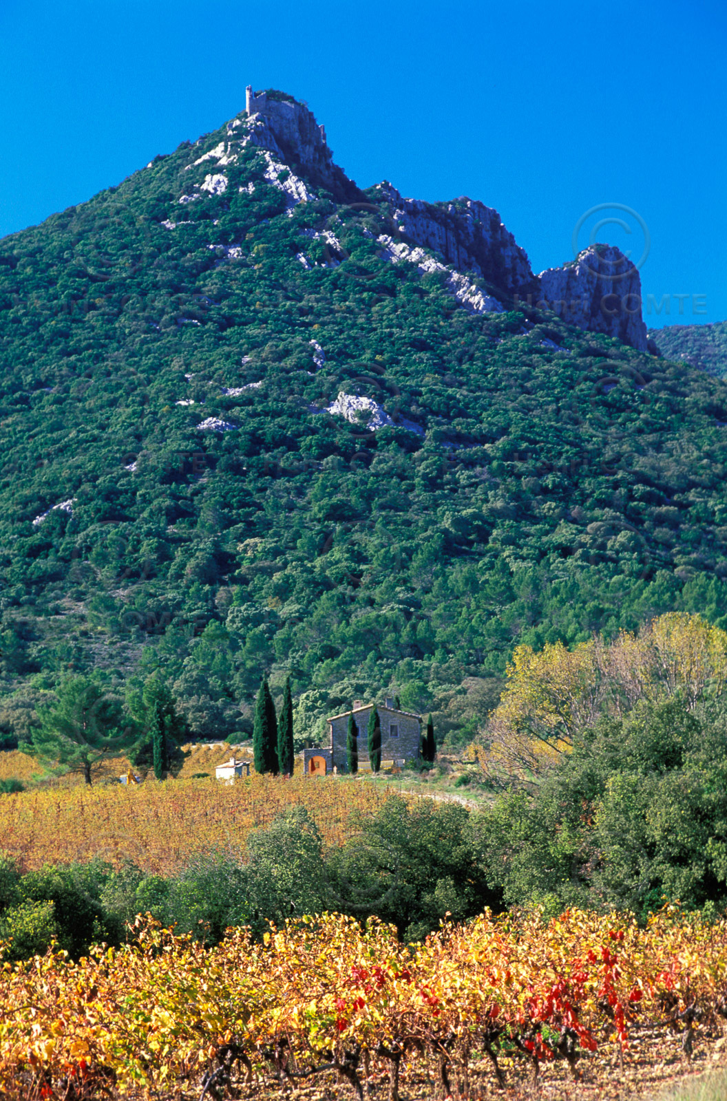 Vignes du pic saint Loup