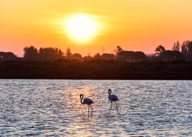 Flamants roses
