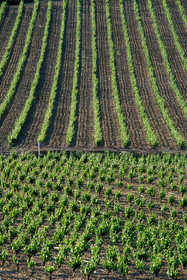 Vignoble Saint Chinian