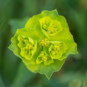 Euphorbe