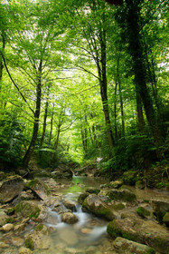Torrent