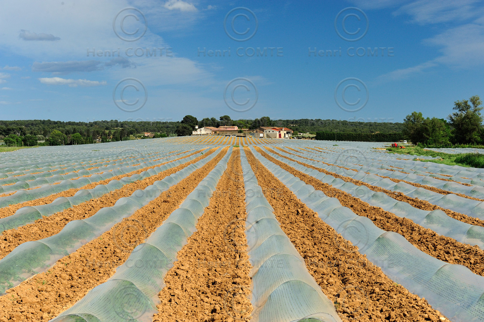 Champ de melons