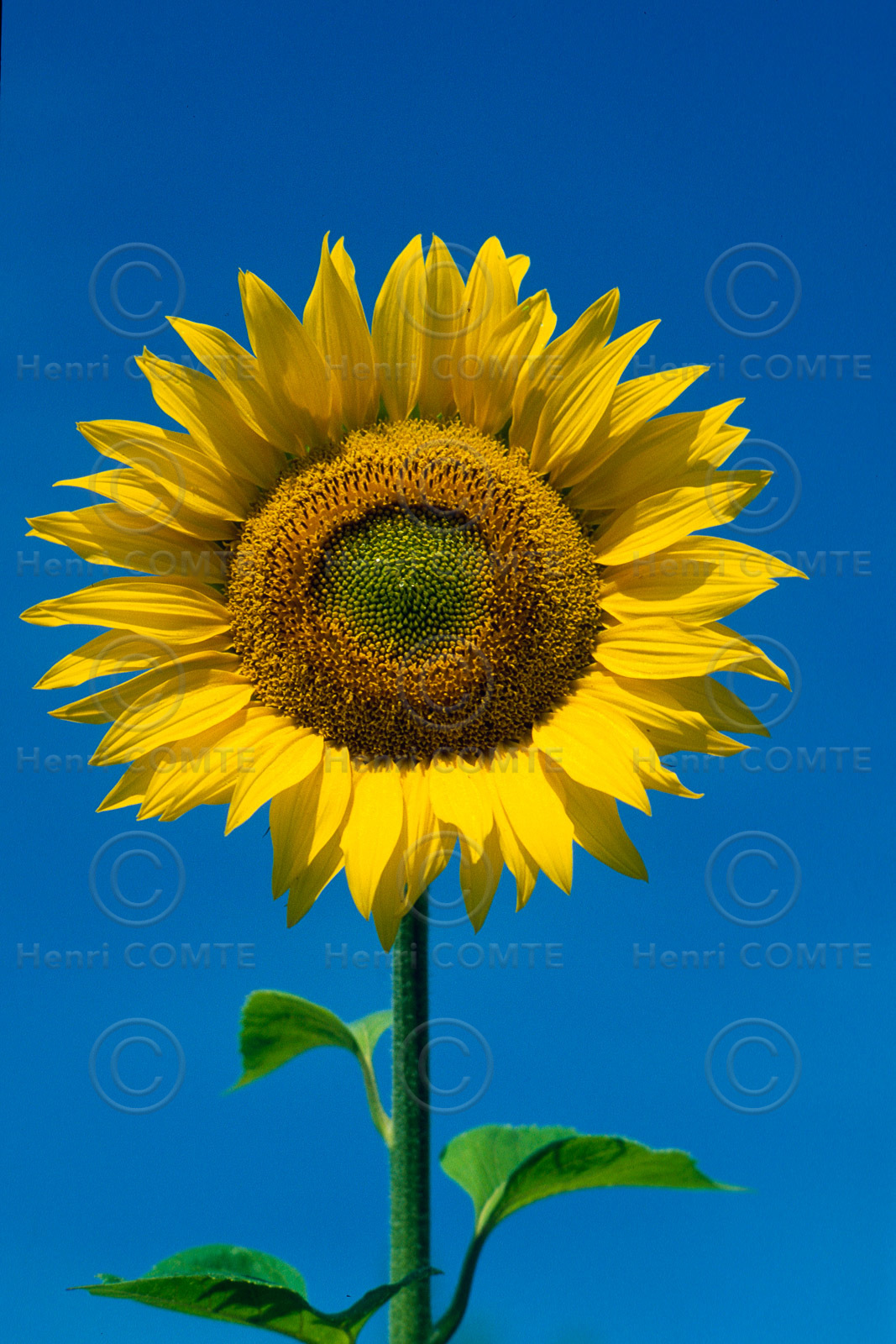 Tournesol