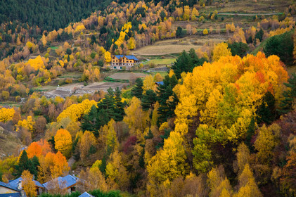 Foret andorre