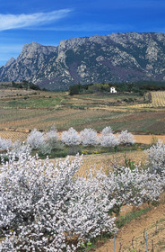 Amandiers en fleurs