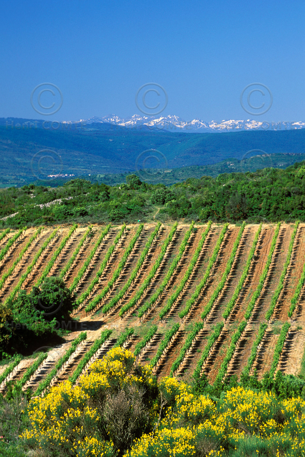 Vignoble des Corbieres