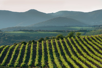 Vignoble de Faugeres
