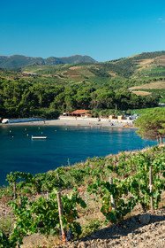 Vignoble du Roussillon