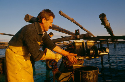 Ostreiculture