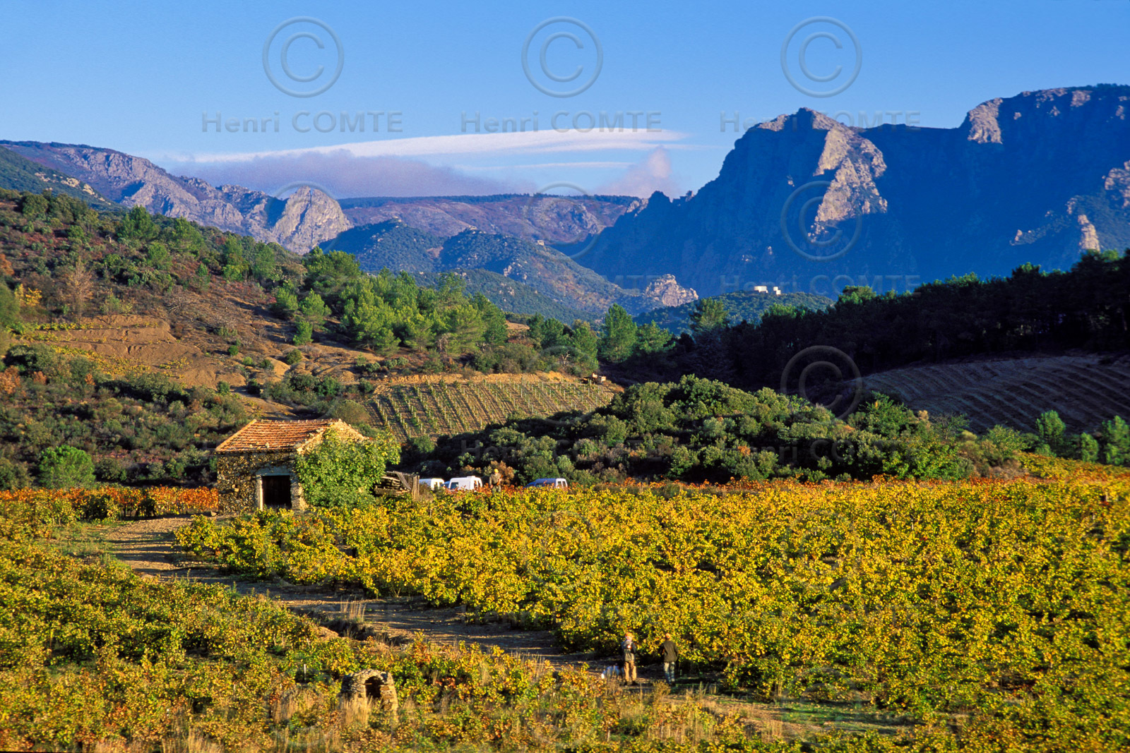 Vignoble Saint Chinian