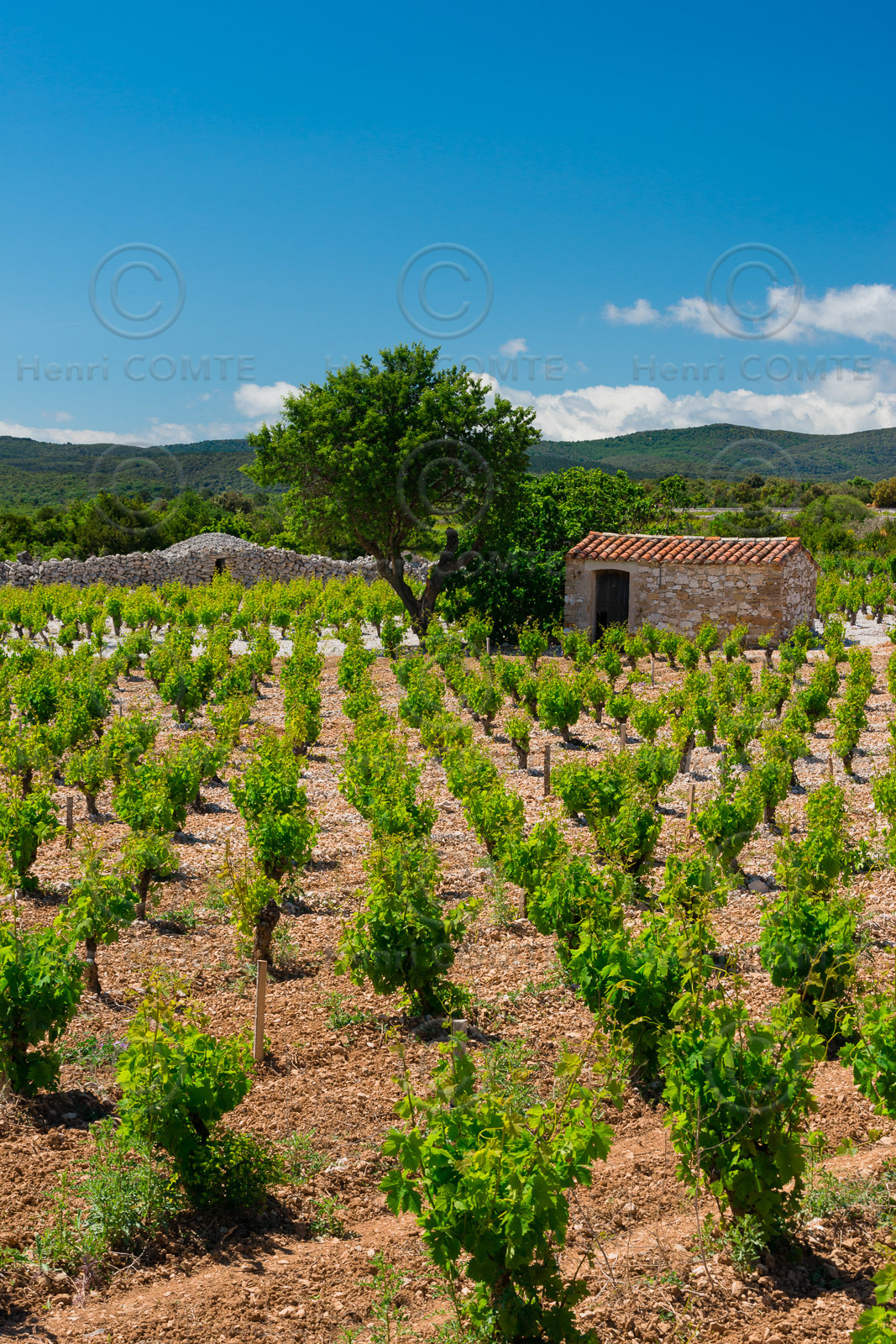 Minervois