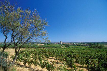 Vignoble - Hérault